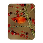 Kardinal im Norden, IL Magnet (Vertikal)