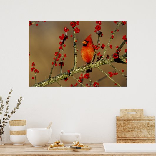 Kardinal im Norden, IL Poster (Küche)