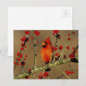 Kardinal im Norden, IL Postkarte (Vorne/Hinten)