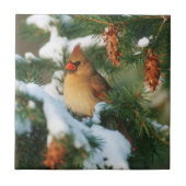 Kardinal im Norden, Illinois Fliese (Vorderseite)