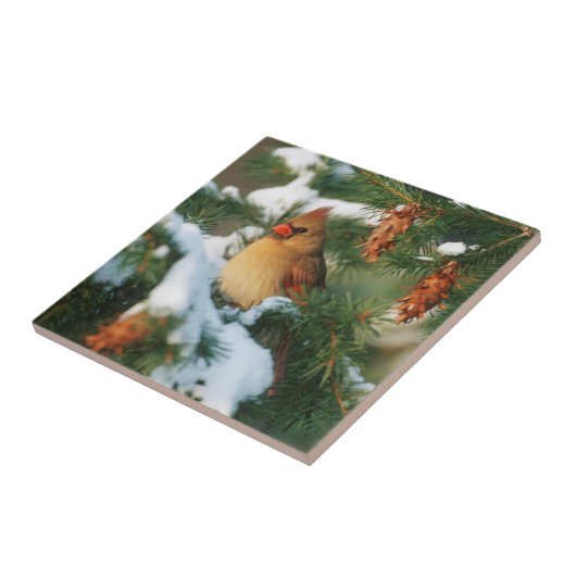 Kardinal im Norden, Illinois Fliese (Seite)