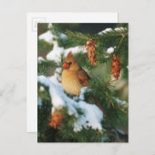 Kardinal im Norden, Illinois Postkarte (Vorne/Hinten)