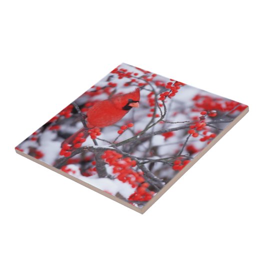 Kardinal im Norden, Winter, IL Fliese (Seite)