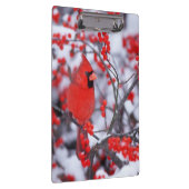 Kardinal im Norden, Winter, IL Klemmbrett (Rechts)