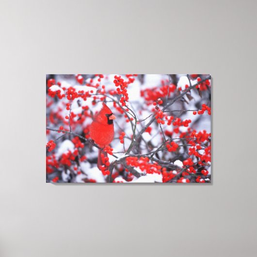 Kardinal im Norden, Winter, IL Leinwanddruck (Vorderseite)