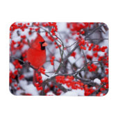 Kardinal im Norden, Winter, IL Magnet (Horizontal)