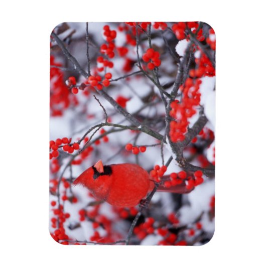 Kardinal im Norden, Winter, IL Magnet (Vertikal)