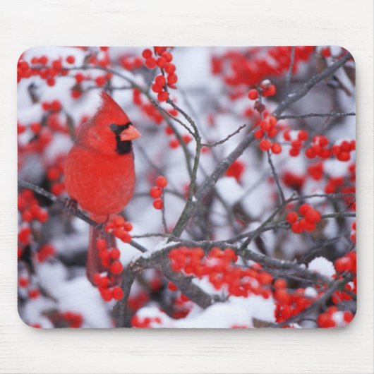 Kardinal im Norden, Winter, IL Mousepad (Vorne)