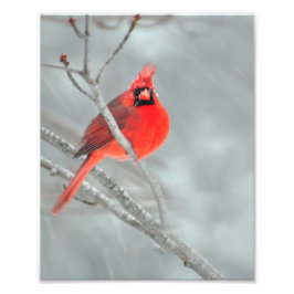 Kardinal im Schnee 8" x 10" Fotodruck