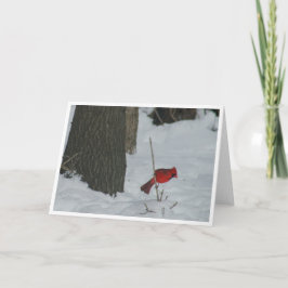 Kardinal im Schnee Karte