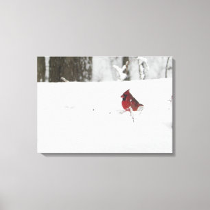 Kardinal im Schnee Leinwanddruck