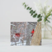 Kardinal im Schnee Postkarte (Stehend Vorderseite)
