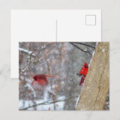 Kardinal im Schnee Postkarte (Vorne/Hinten)