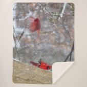 Kardinal im Schnee Sherpadecke (Vorderseite)