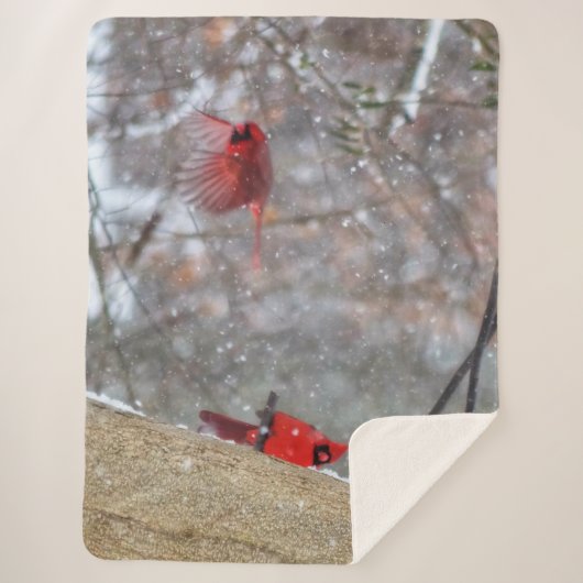 Kardinal im Schnee Sherpadecke (Vorderseite)