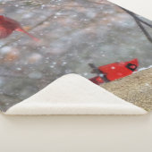 Kardinal im Schnee Sherpadecke (3/4)