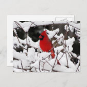 Kardinal im Schnee - Vogel Postkarte (Vorne/Hinten)