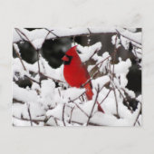 Kardinal im Schnee - Vogel Postkarte (Vorderseite)
