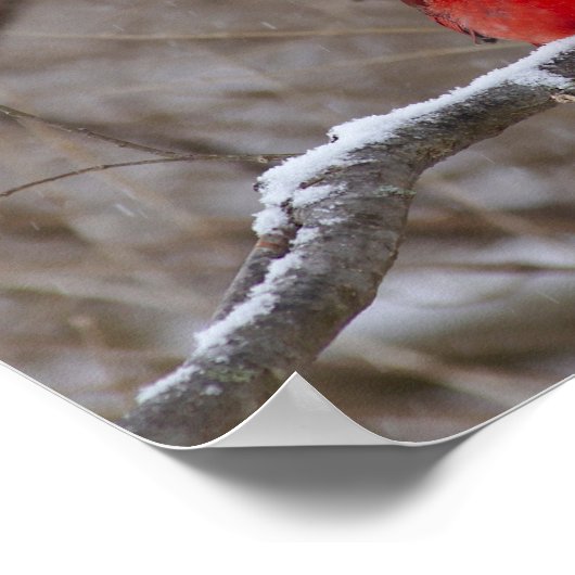 Kardinal im Schneesturm Poster (Ecke)