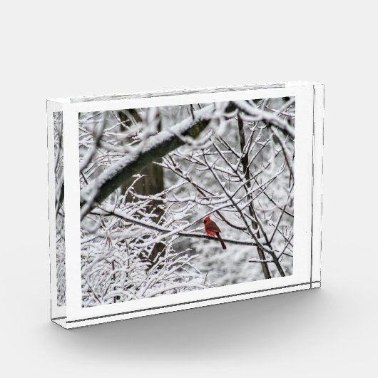 Kardinal im Schneewald Fotoblock (Links)