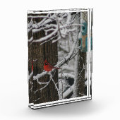 Kardinal im Schneewald III Fotoblock (Links)