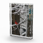 Kardinal im Schneewald III Fotoblock (Rechts)
