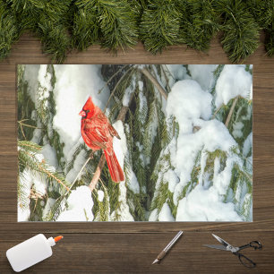 Kardinal im Winter Kiefer Schnee Seidenpapier