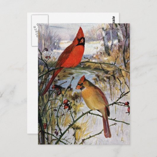 Kardinal im Winter Postkarte (Vorne/Hinten)