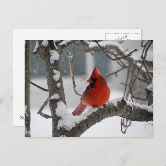 Kardinal in der Baumpostkarte Postkarte (Vorne/Hinten)