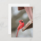 Kardinal in der Notecard der Feeder RSVP Karte (Vorne/Hinten)