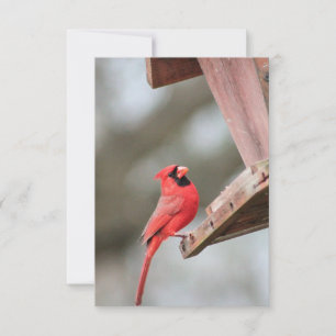 Kardinal in der Notecard der Feeder RSVP Karte