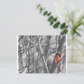 Kardinal in einem Baum Postkarte (Stehend Vorderseite)