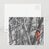 Kardinal in einem Baum Postkarte (Vorne/Hinten)