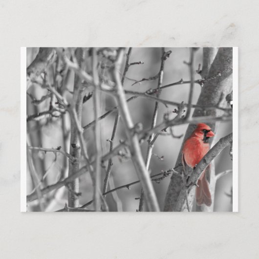 Kardinal in einem Baum Postkarte (Vorderseite)