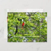 Kardinal in einem Honey Locust Tree Postkarte (Vorne/Hinten)