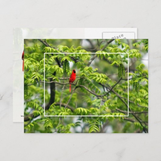 Kardinal in einem Honey Locust Tree Postkarte (Vorne/Hinten)