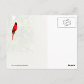 Kardinal in einem Honey Locust Tree Postkarte (Rückseite)