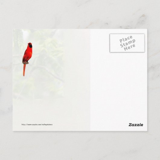 Kardinal in einem Honey Locust Tree Postkarte (Rückseite)