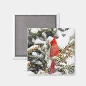 Kardinal in einem Kiefernbaum Magnet (Vorderseite/Rückseite)