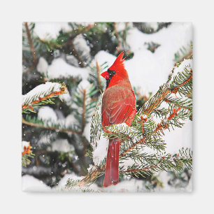 Kardinal in einem Kiefernbaum Magnet