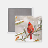 Kardinal in einem Kiefernbaum Magnet (Vorderseite/Rückseite)