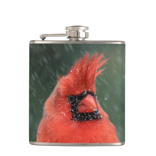 Kardinal in einem Kiefernbaum während eines Schnee Flachmann (Vorderseite)
