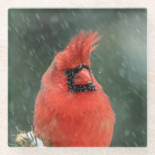Kardinal in einem Kiefernbaum während eines Schnee Glasuntersetzer
