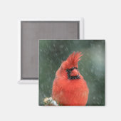 Kardinal in einem Kiefernbaum während eines Schnee Magnet (Vorderseite/Rückseite)