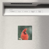 Kardinal in einem Kiefernbaum während eines Schnee Magnet (In Situ (Geschirrspüler))