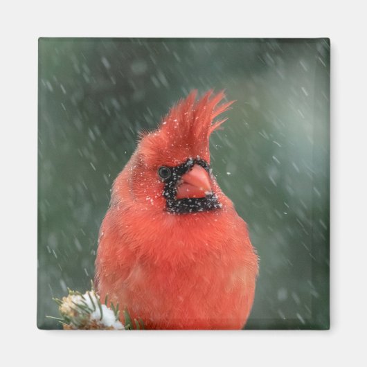 Kardinal in einem Kiefernbaum während eines Schnee Magnet (Vorne)