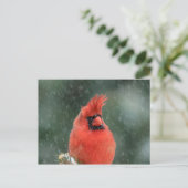 Kardinal in einem Kiefernbaum während eines Schnee Postkarte (Stehend Vorderseite)