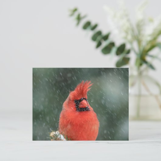 Kardinal in einem Kiefernbaum während eines Schnee Postkarte (Stehend Vorderseite)