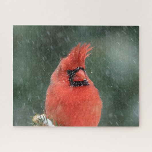 Kardinal in einem Kiefernbaum während eines Schnee Puzzle (Horizontal)