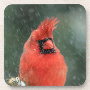 Kardinal in einem Kiefernbaum während eines Schnee Untersetzer